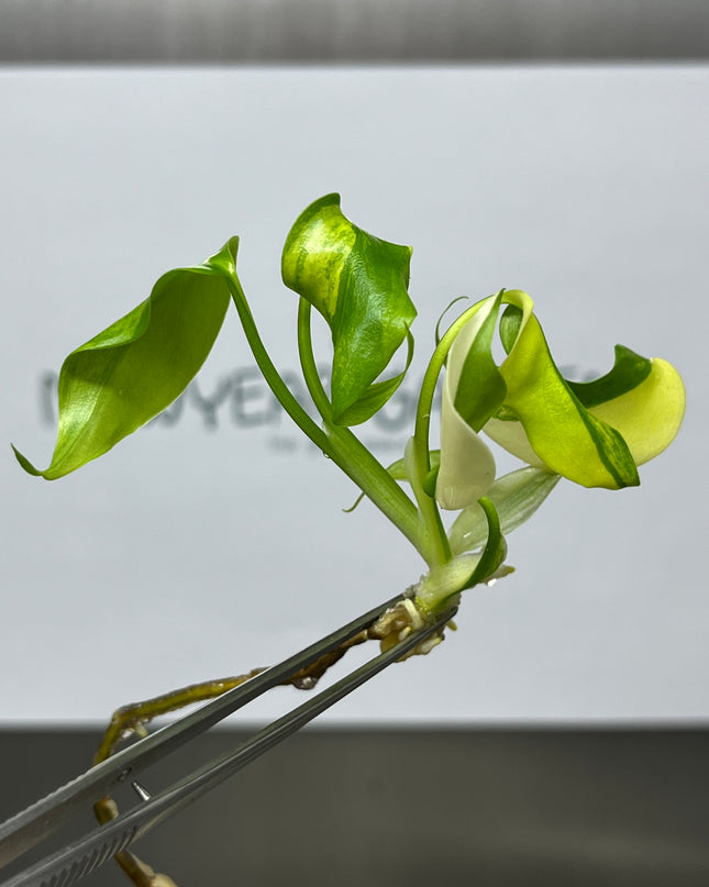 Special Set Monstera Aurea Variegated (3 bags/set)