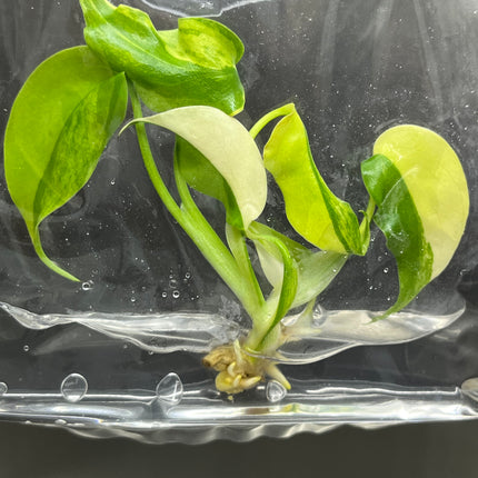 Wholesale Monstera Aurea Variegated Tissue Culture (10 Bags)