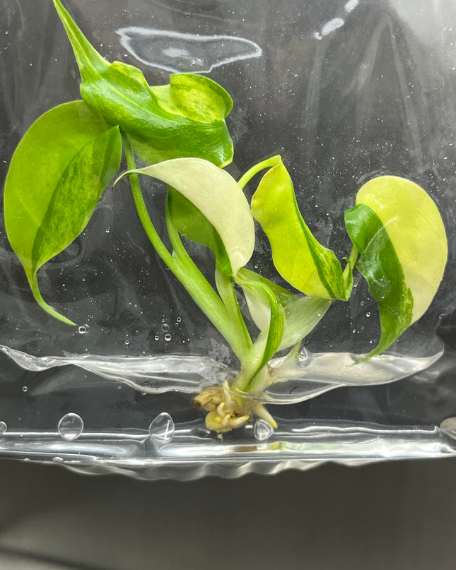 Special Set Monstera Aurea Variegated (3 bags/set)