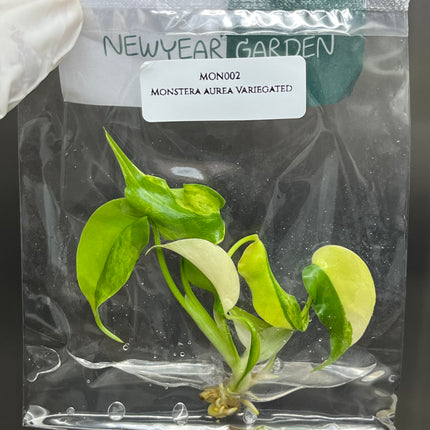 Special Set of 10 Bags of Monstera Tissue Culture