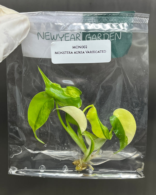 Special Set of 10 Bags of Monstera Tissue Culture