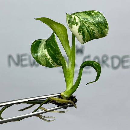 Wholesale Monstera Albo Variegated Tissue Culture (10 Bags)