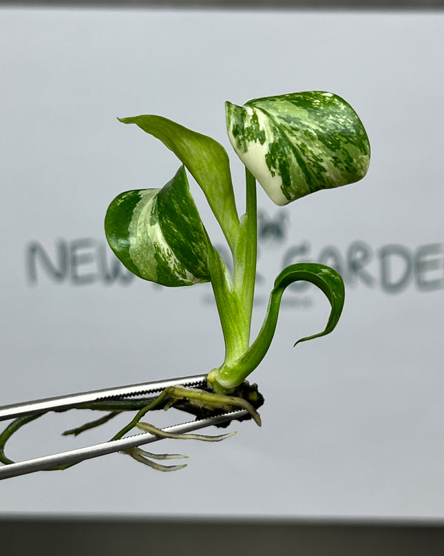Special Set Monstera Albo Variegated (3 bags/set)