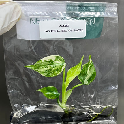 Special Set of 10 Bags of Monstera Tissue Culture