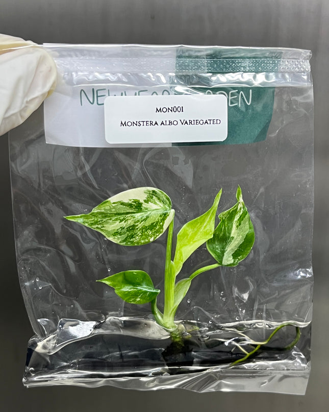 Special Set of 10 Bags of Monstera Tissue Culture