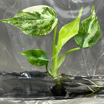 Wholesale Monstera Albo Variegated Tissue Culture (10 Bags)