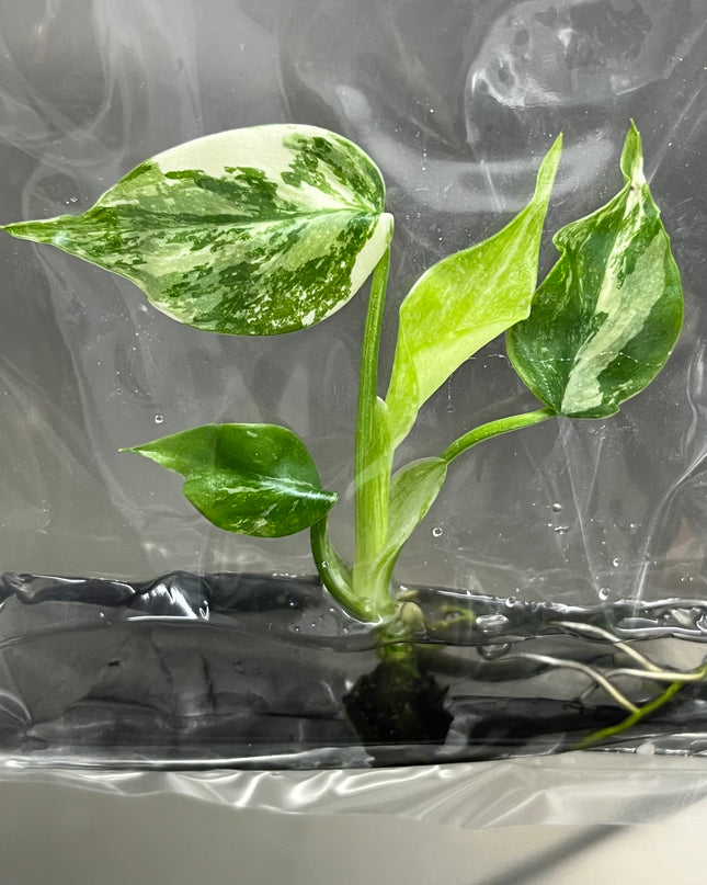 Special Set Monstera Albo Variegated (3 bags/set)