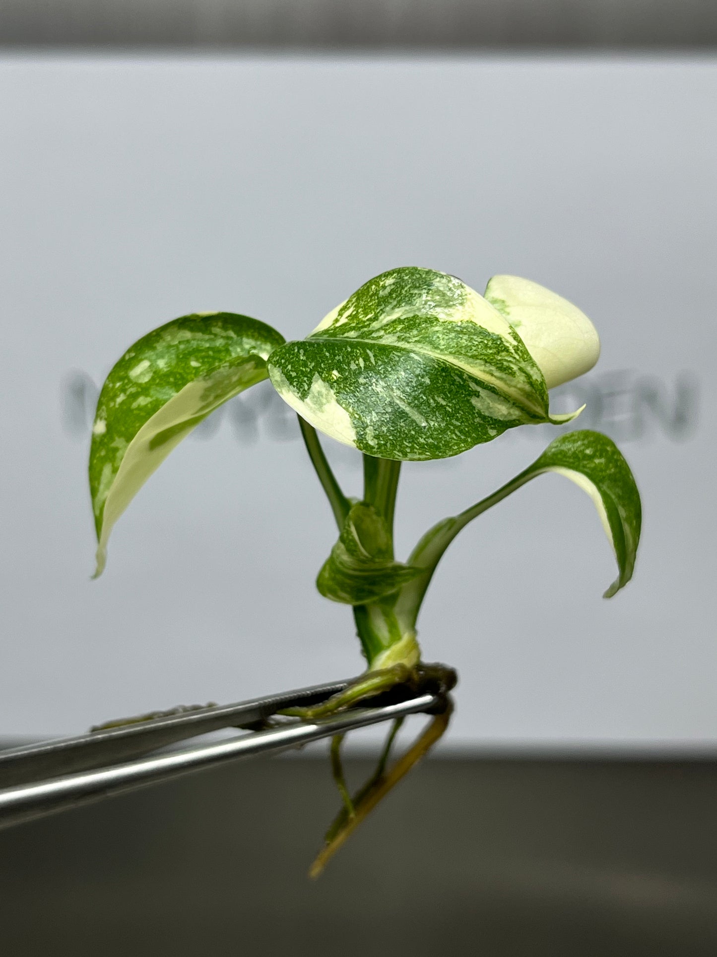 Wholesale Monstera Thai Constellation Variegated Tissue Culture (25 Bags)