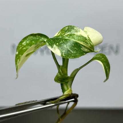 Wholesale Monstera Thai Constellation Variegated Tissue Culture (10 Bags)