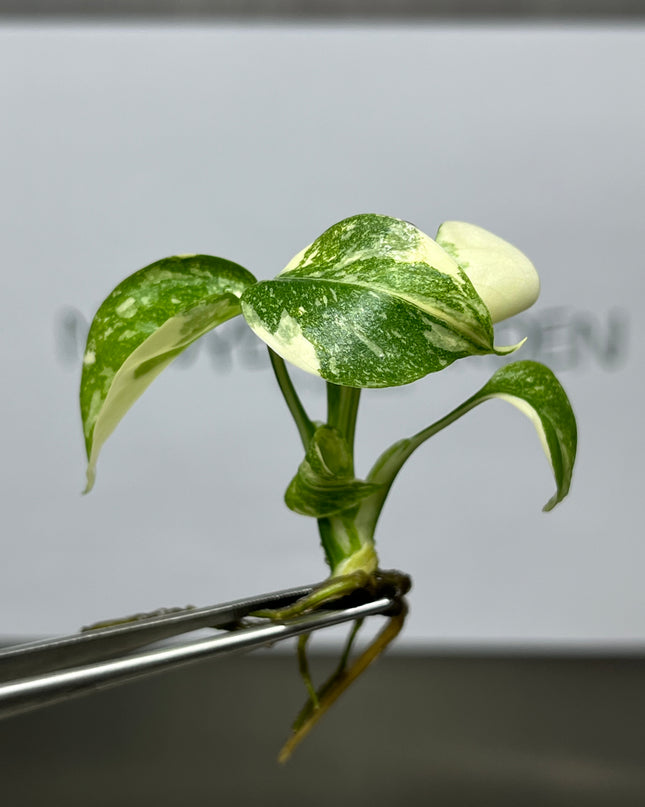 Wholesale Monstera Thai Constellation Variegated Tissue Culture (10 Bags)