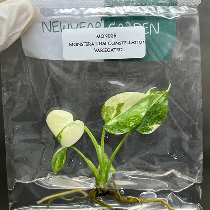Special Set of 10 Bags of Monstera Tissue Culture