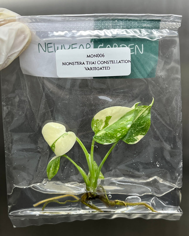 Special Set of 10 Bags of Monstera Tissue Culture