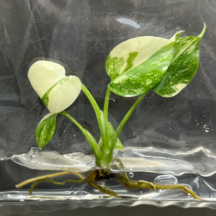 Wholesale Monstera Thai Constellation Variegated Tissue Culture (10 Bags)