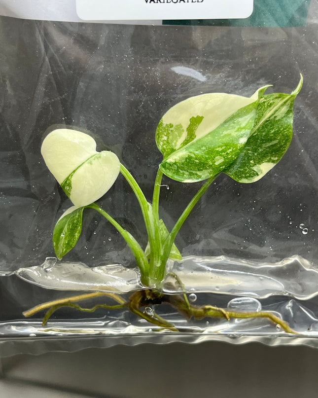 Wholesale Monstera Thai Constellation Variegated Tissue Culture (10 Bags)