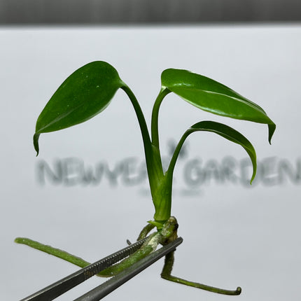 Wholesale Monstera Sierrana Green (Mexico) Tissue Culture (10 Bags)