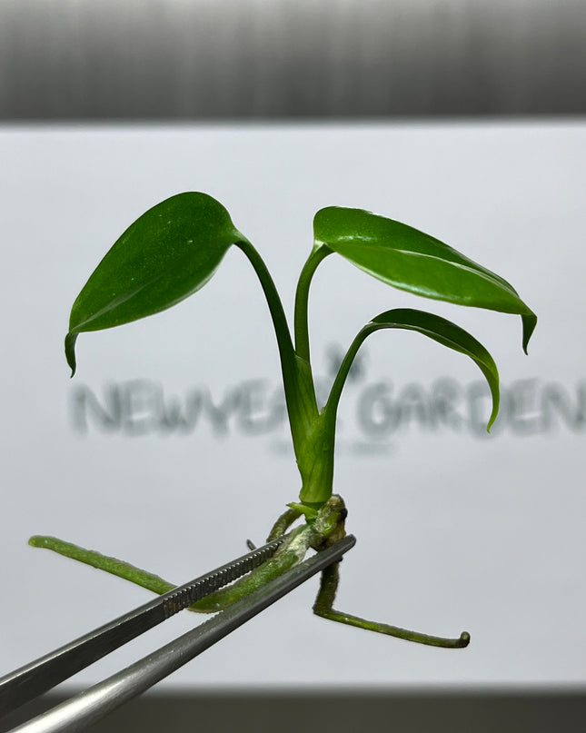 Wholesale Monstera Sierrana Green (Mexico) Tissue Culture (10 Bags)