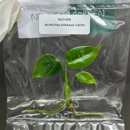 Special Set of 10 Bags of Monstera Tissue Culture