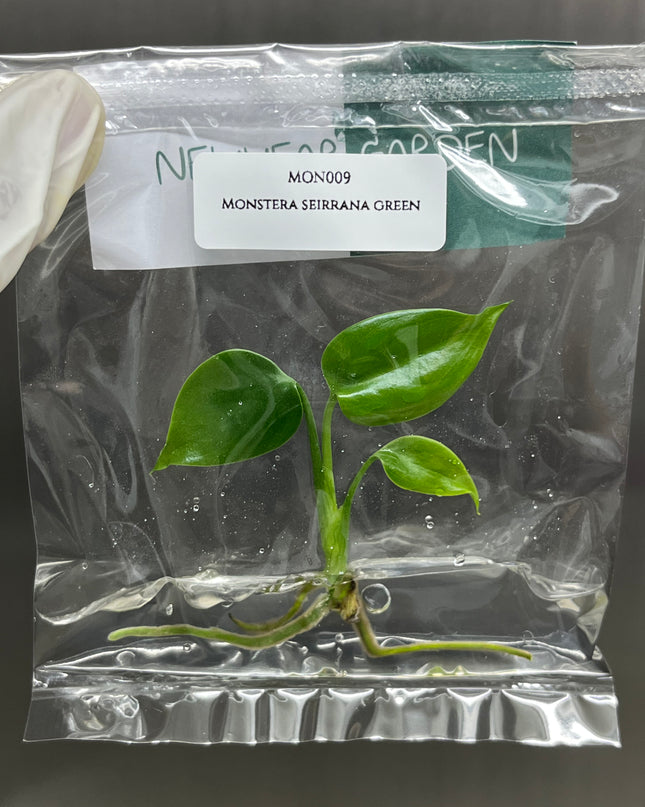 Special Set of 10 Bags of Monstera Tissue Culture