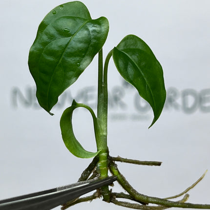 Wholesale Monstera Obliqua Peru Tissue Culture (10 Bags)