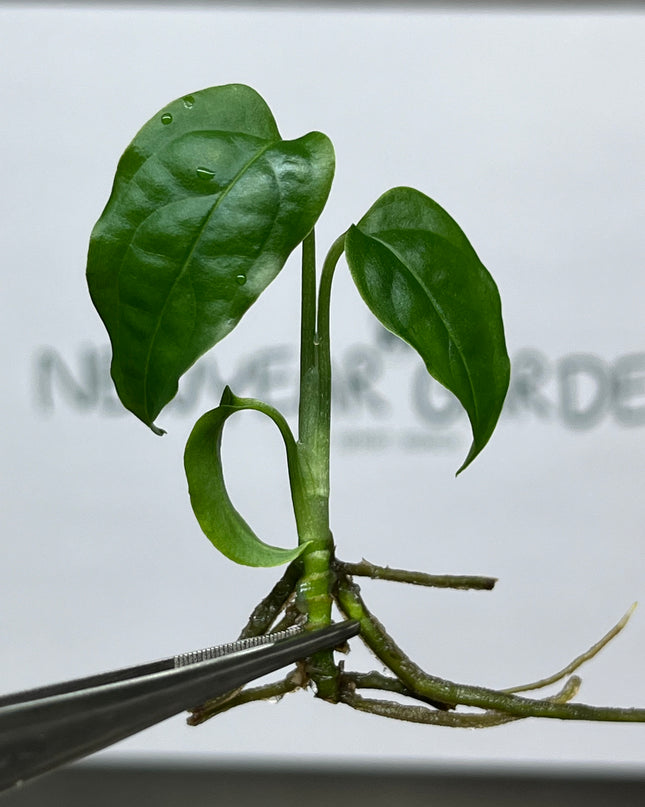 Wholesale Monstera Obliqua Peru Tissue Culture (10 Bags)