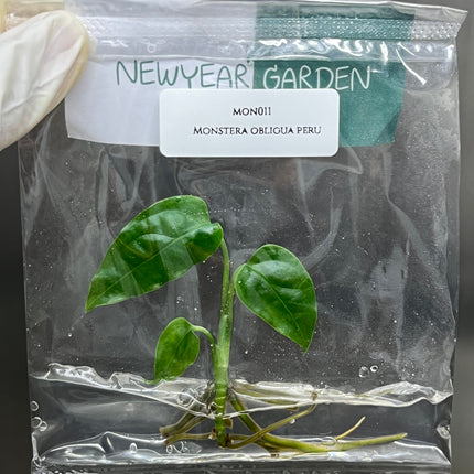 Special Set of 10 Bags of Monstera Tissue Culture