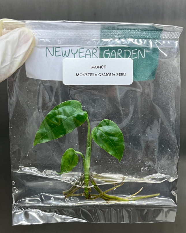 Special Set of 10 Bags of Monstera Tissue Culture