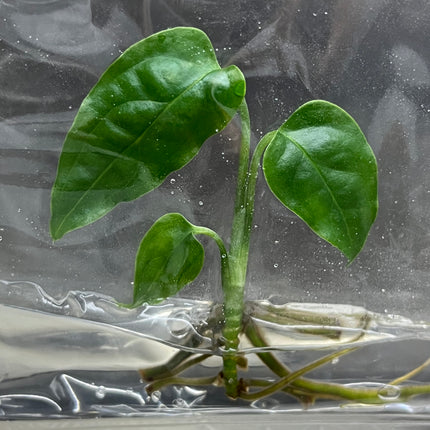 Wholesale Monstera Obliqua Peru Tissue Culture (10 Bags)