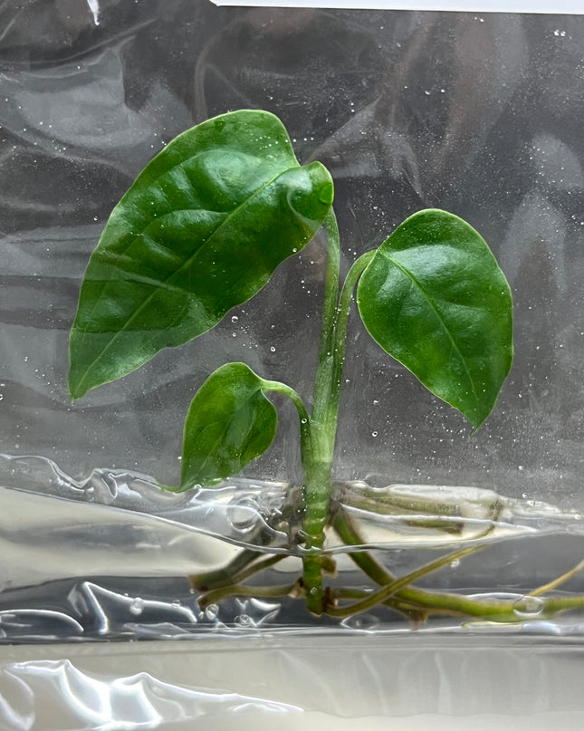 Wholesale Monstera Obliqua Peru Tissue Culture (10 Bags)