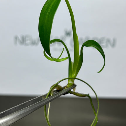 Wholesale Monstera Burle Marx Frame Tissue Culture (10 Bags)