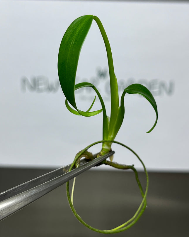 Wholesale Monstera Burle Marx Frame Tissue Culture (10 Bags)