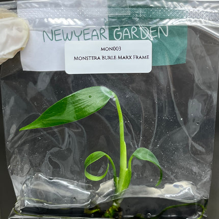 Special Set of 10 Bags of Monstera Tissue Culture