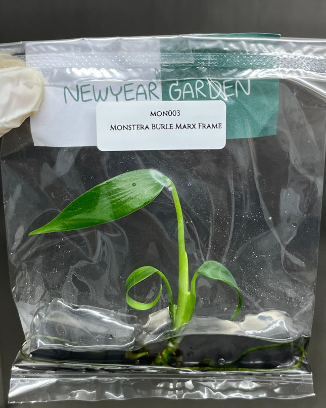 Special Set of 10 Bags of Monstera Tissue Culture