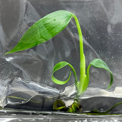 Wholesale Monstera Burle Marx Frame Tissue Culture (10 Bags)