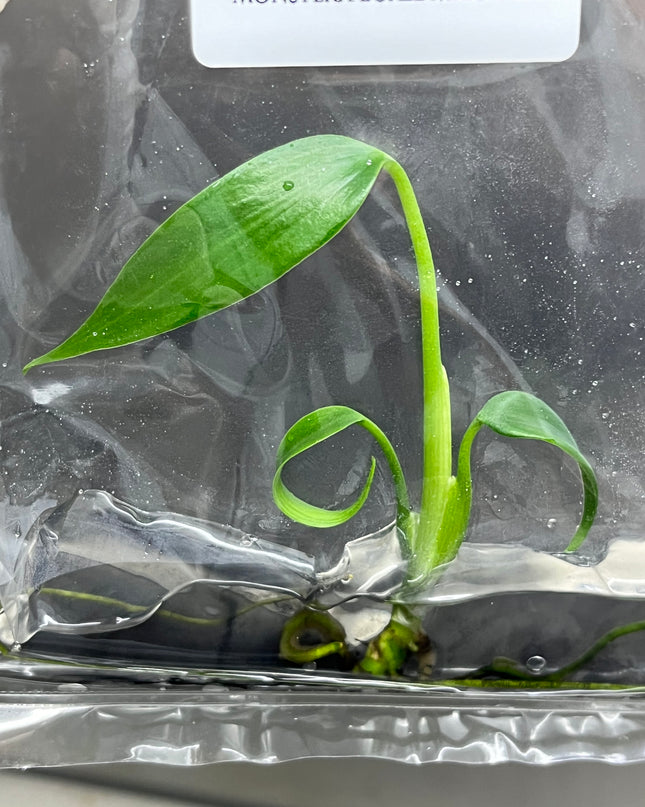 Wholesale Monstera Burle Marx Frame Tissue Culture (10 Bags)