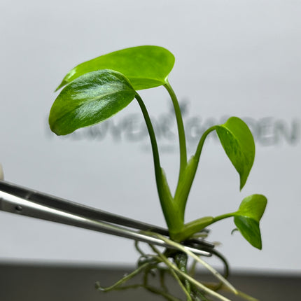 Monstera Green on Green Deliciosa Variegated (1 plant/bag) Tissue Culture