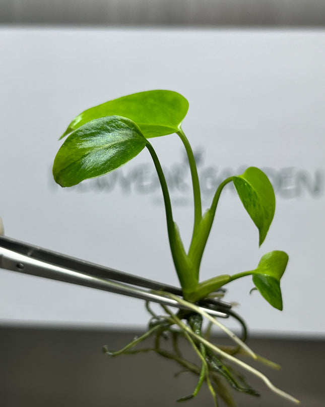 Monstera Green on Green Deliciosa Variegated (1 plant/bag) Tissue Culture