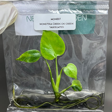 Monstera Green on Green Deliciosa Variegated (1 plant/bag) Tissue Culture