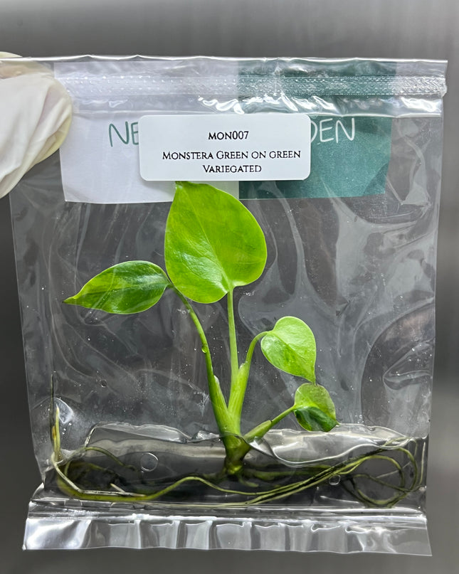Monstera Green on Green Deliciosa Variegated (1 plant/bag) Tissue Culture