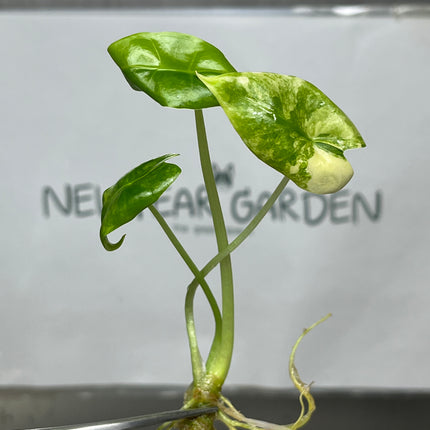Alocasia Logiloba Aurea Bunny Ears Variegated  (1 plant/bag)