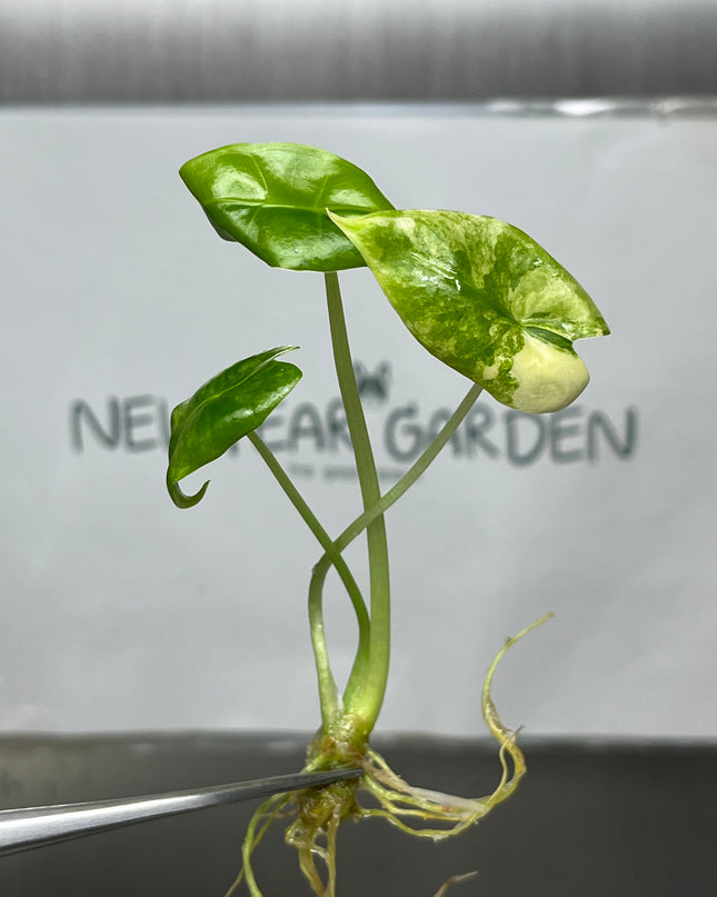 Alocasia Logiloba Aurea Bunny Ears Variegated  (1 plant/bag)(1-2 leaves)
