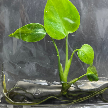 Monstera Green on Green Deliciosa Variegated (1 plant/bag) Tissue Culture