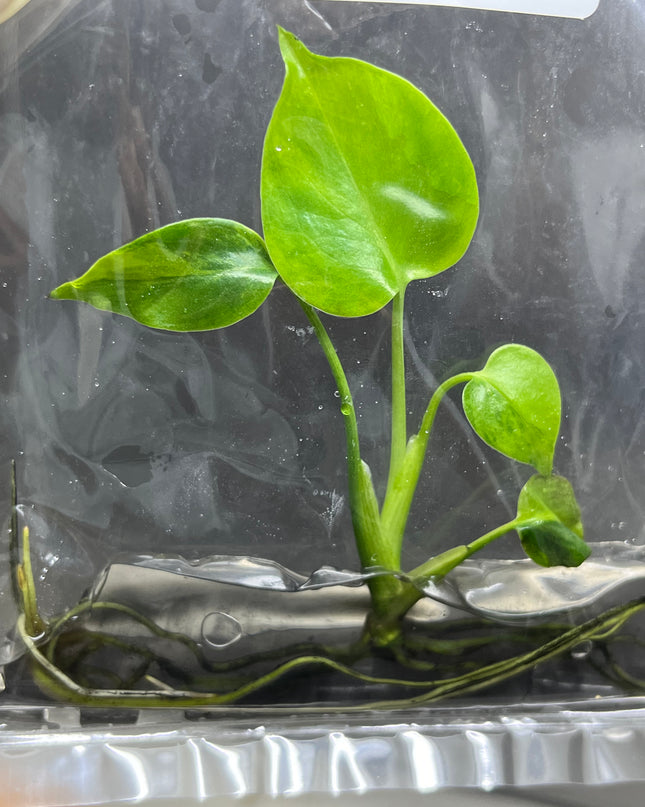 Monstera Green on Green Deliciosa Variegated (1 plant/bag) Tissue Culture