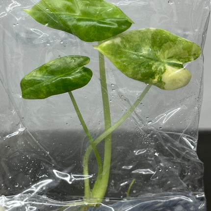 Alocasia Logiloba Aurea Bunny Ears Variegated  (1 plant/bag)