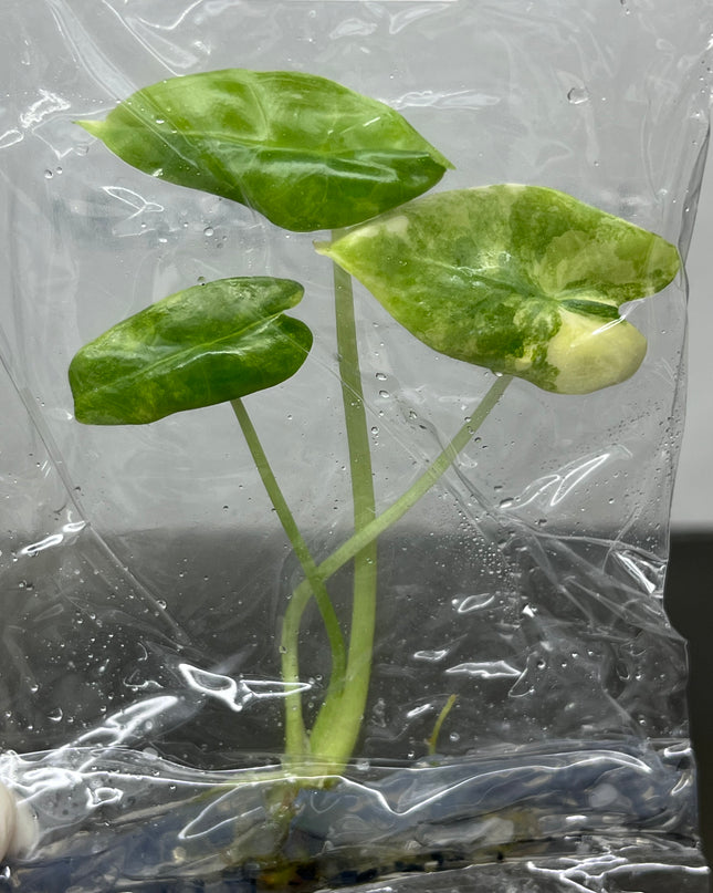 Alocasia Logiloba Aurea Bunny Ears Variegated  (1 plant/bag)(1-2 leaves)