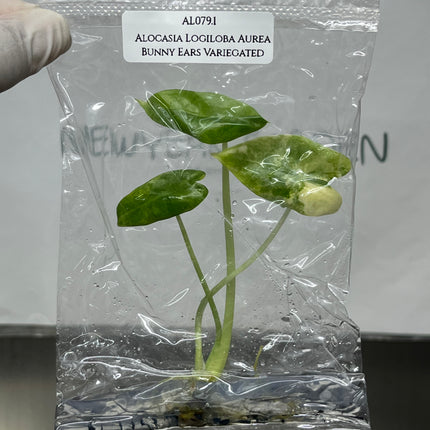 Alocasia Logiloba Aurea Bunny Ears Variegated  (1 plant/bag)
