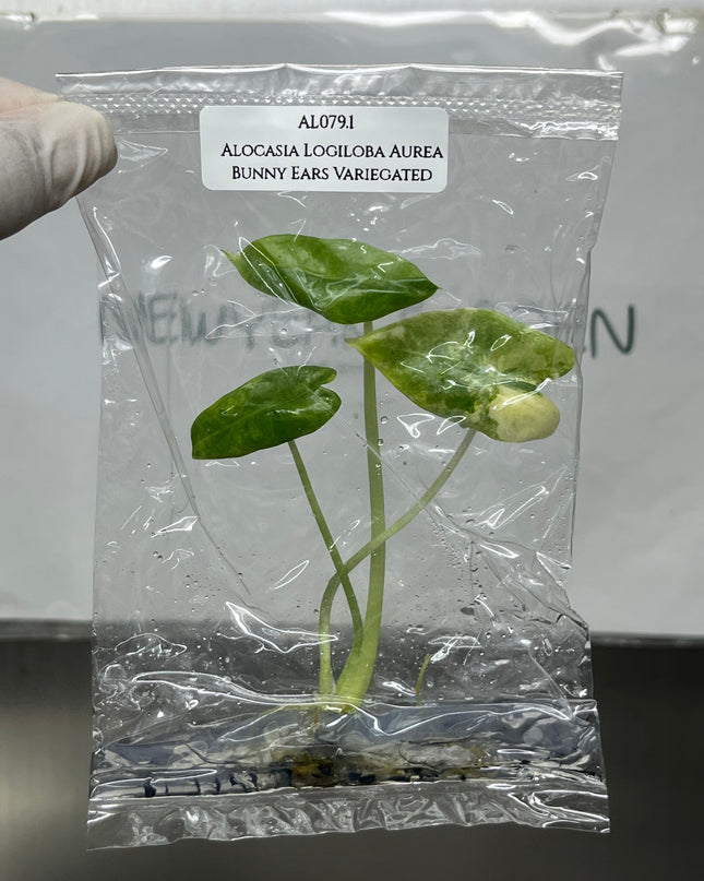 Alocasia Logiloba Aurea Bunny Ears Variegated  (1 plant/bag)(1-2 leaves)