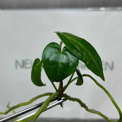 Anthurium Red Dark Phoenix Tissue Culture (1 plant/bag)