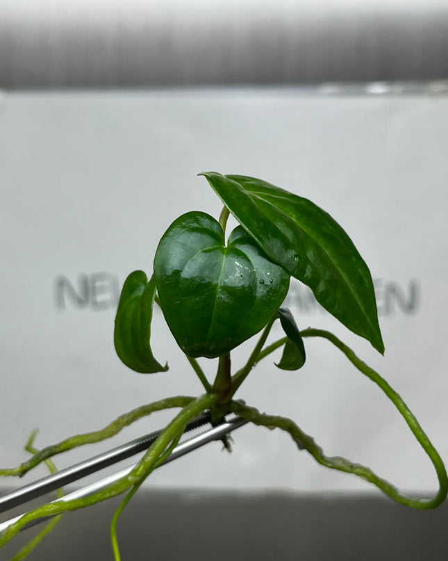 Anthurium Red Dark Phoenix Tissue Culture (1 plant/bag)