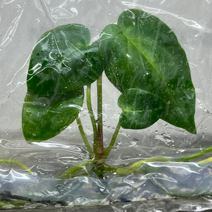 Anthurium Red Dark Phoenix Tissue Culture (1 plant/bag)
