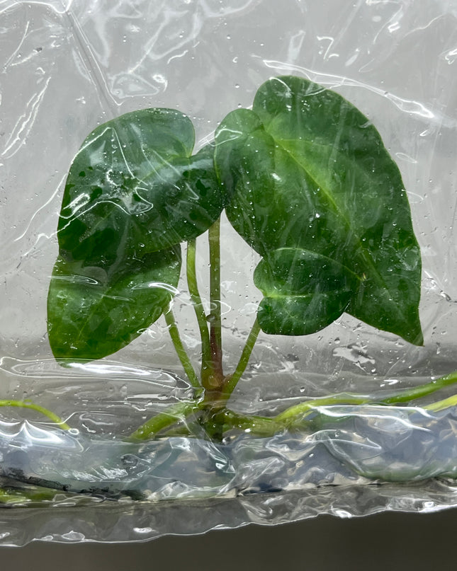 Anthurium Red Dark Phoenix Tissue Culture (1 plant/bag)